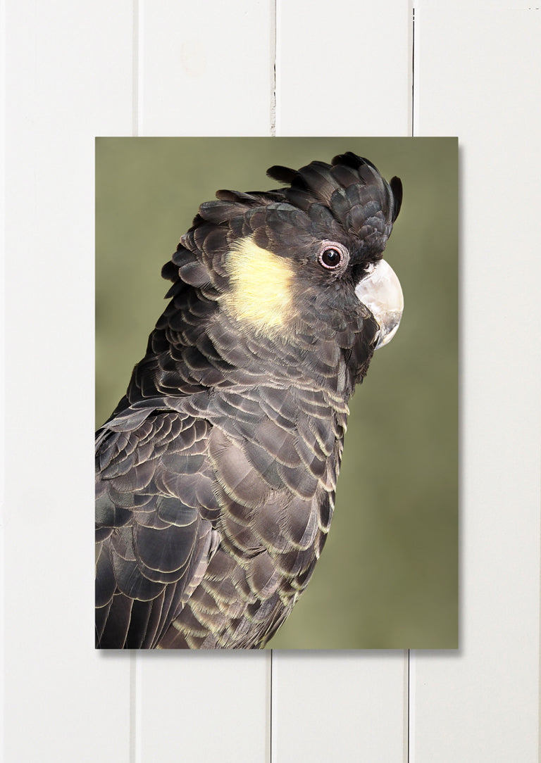 Amelia Anderson Yellow Tailed Black Cockatoo Southwood